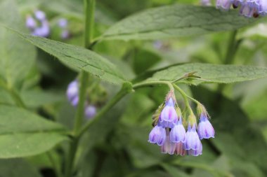 Yaz mevsiminde sebze bahçesi çiçekleri, güzel mor çiçeklerin manzarası.