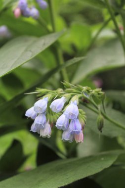 Yaz mevsiminde sebze bahçesi çiçekleri, güzel mor çiçeklerin manzarası.