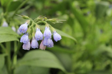 Yazın sebze bahçesi çiçekleri, güzel botanik çekimleri, doğal duvar kağıtları.