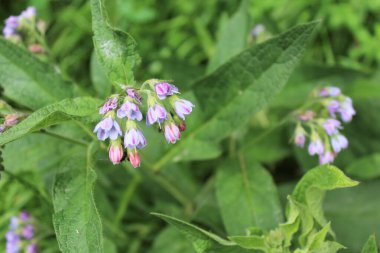 Yazın sebze bahçesi çiçekleri, güzel botanik çekimleri, doğal duvar kağıtları.