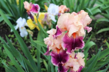 Bahçedeki güzel çiçekler