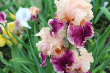 Bahçede güzel renkli irisler açar.