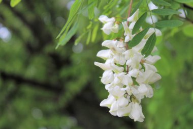 Beyaz akasya bulanık bir arka planda, bir ağaçta çiçek açar, doğada açan güzel beyaz çiçekleri kapatır.