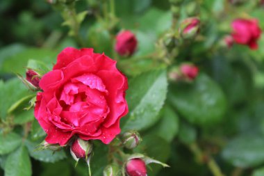 Bahçede güzel kırmızı güller