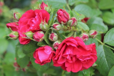 Bahçedeki kırmızı çiçekler