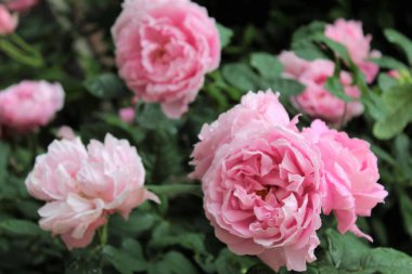 güzel pembe çiçekler yakın çekim