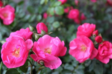 Bahçedeki güzel pembe güller