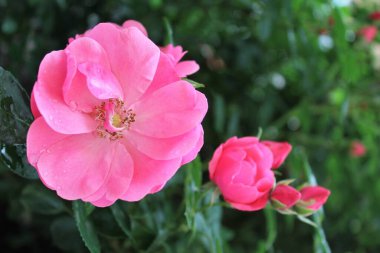 Bahçede pembe güller