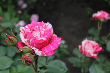 Bahçedeki kırmızı güller