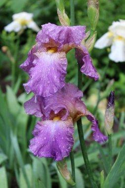 İris çiçeği, bahçedeki güzel zambaklar.