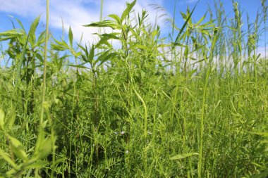 yeşil çimenler ve mavi bir gökyüzü