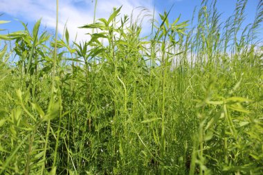 Mavi gökyüzü arkaplanlı yeşil çimen