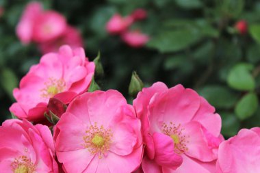 Bahçede çiçek açan yeşil yapraklı güzel pembe güller.