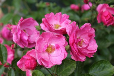 Bahçede çiçek açan yeşil yapraklı güzel pembe güller.