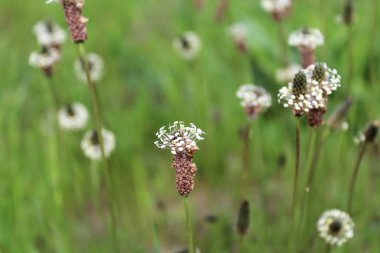 Yeşilde kır çiçekleri, bahçede güzel çiçekler.