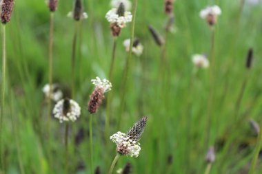 Yeşilde kır çiçekleri, bahçede güzel çiçekler.