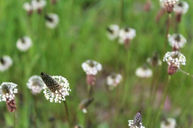 Yeşilde kır çiçekleri, bahçede güzel çiçekler.