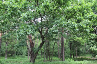 Yeşil yaz ormanının güzel manzarası