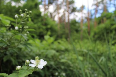 Güzel çiçekler ve ormandaki taze çimenler, güzel botanik çekimler, doğal duvar kağıtları.