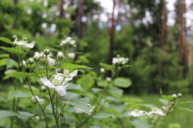 Güzel çiçekler ve ormandaki taze çimenler, güzel botanik çekimler, doğal duvar kağıtları.
