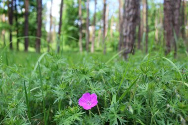 Güzel çiçekler ve ormandaki taze çimenler, güzel botanik çekimler, doğal duvar kağıtları.
