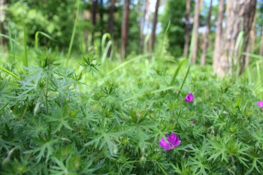 Güzel çiçekler ve ormandaki taze çimenler, güzel botanik çekimler, doğal duvar kağıtları.