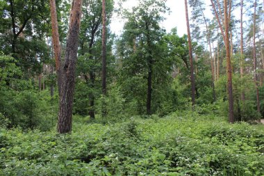 Yeşil yaz ormanının güzel manzarası