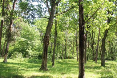 Yeşil yaz ormanının güzel manzarası