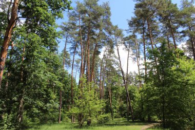 Yeşil yaz ormanının güzel manzarası