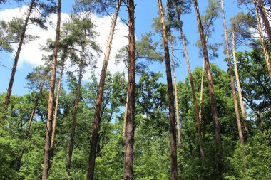 Güzel çam ormanı Yazın güneşli bir günde
