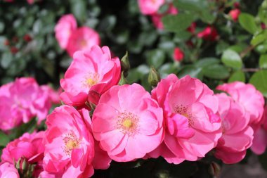 Bahçedeki güzel güller