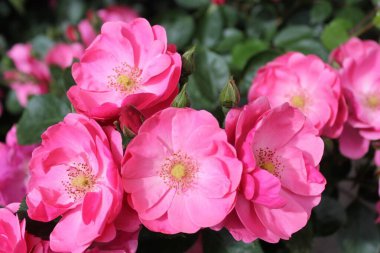 Bahçedeki güzel çiçekler