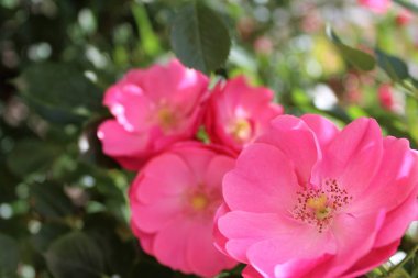 Bahçedeki güzel pembe çiçekler