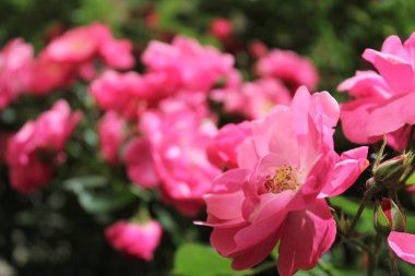 Bahçedeki pembe gül