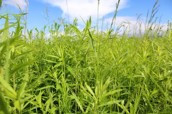 Doğa taze yeşil çimen ve mavi gökyüzü