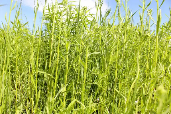 Doğa taze yeşil çimen ve mavi gökyüzü