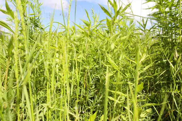 Bahçedeki yeşil çimenler