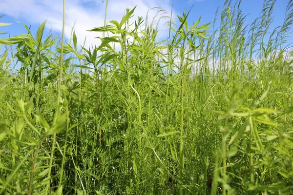 Mavi gökyüzü arkaplanlı yeşil çimen