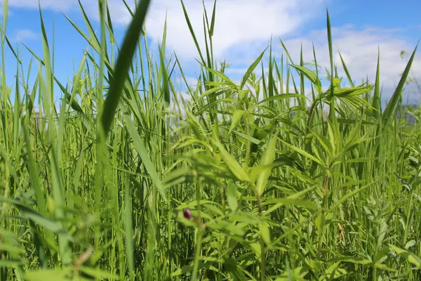 yeşil yapraklı çimenler ve mavi gökyüzü