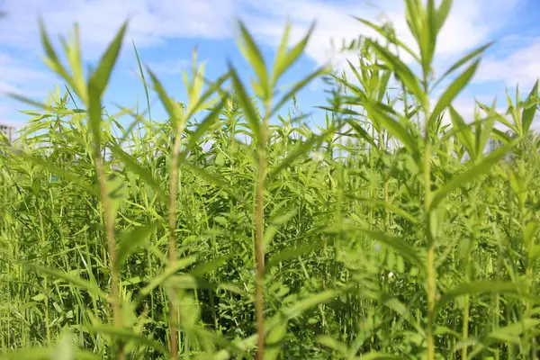 yeşil çimenler tarlada