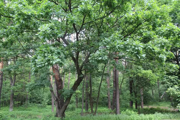 Yeşil yaz ormanının güzel manzarası