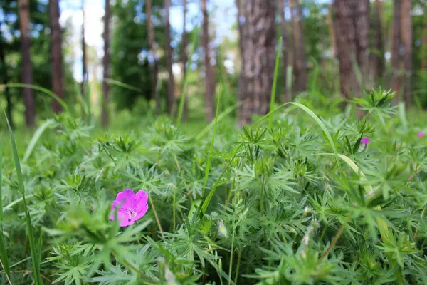 Güzel çiçekler ve ormandaki taze çimenler, güzel botanik çekimler, doğal duvar kağıtları.