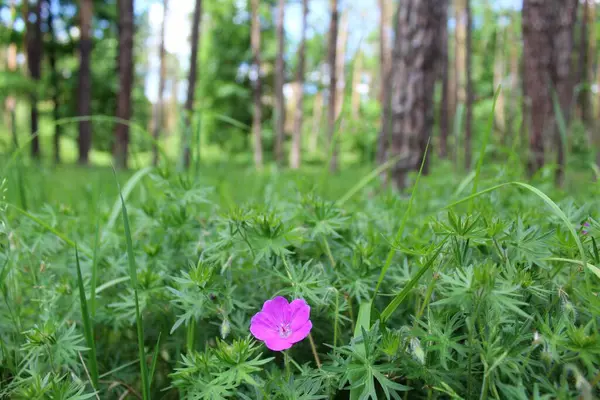 Güzel çiçekler ve ormandaki taze çimenler, güzel botanik çekimler, doğal duvar kağıtları.