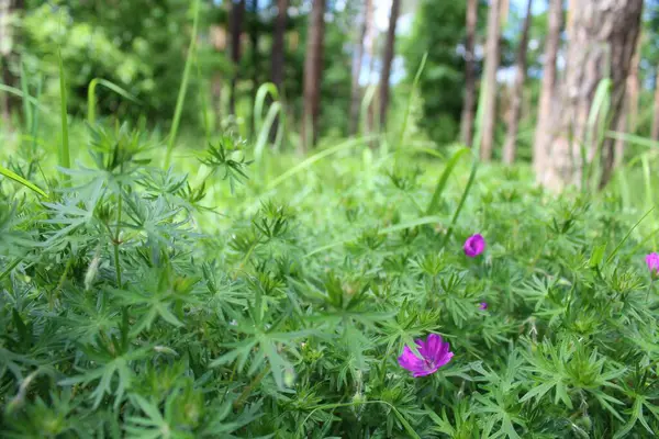 Güzel çiçekler ve ormandaki taze çimenler, güzel botanik çekimler, doğal duvar kağıtları.