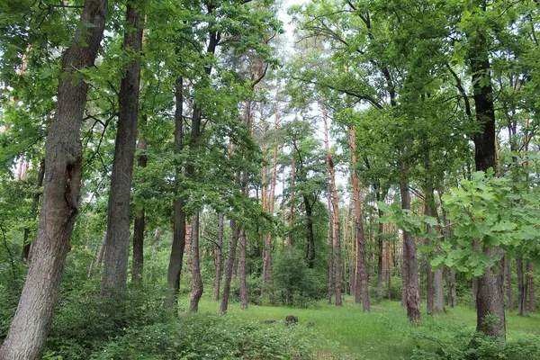 Yeşil yaz ormanının güzel manzarası