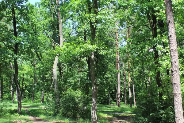 Yeşil yaz ormanının güzel manzarası