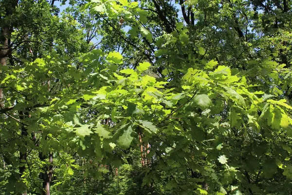 Yeşil yaz ormanının güzel manzarası