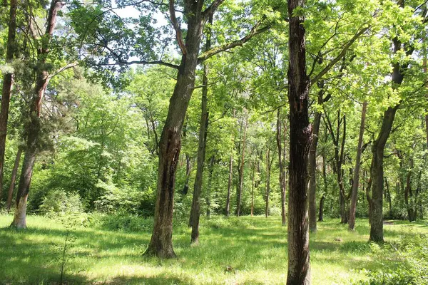 Yeşil yaz ormanının güzel manzarası