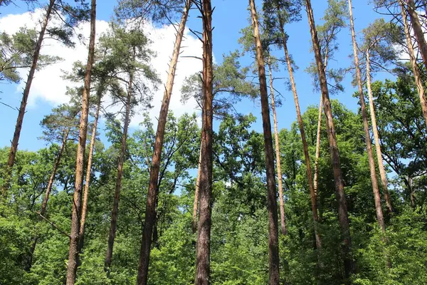 Güzel çam ormanı Yazın güneşli bir günde