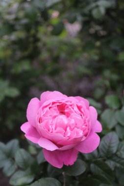 Bahçedeki güzel pembe güller